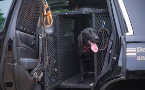 Keeping The Wildlife Resources K9s Cool
