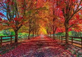 Trees For Autumn Colour Arboretum