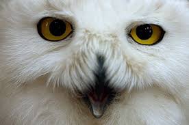 Recovered Snowy Owl Headed North For