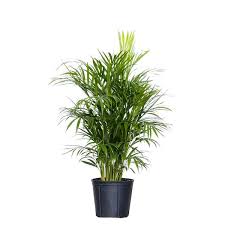 United Nursery Areca Palm Dypsis