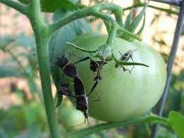 Tomatoville Gardening Forums