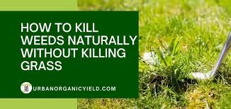 Kill Weeds Naturally Without Killing Grass