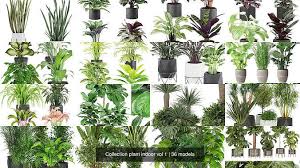 Collection Plant Indoor Vol 1 Cgtrader