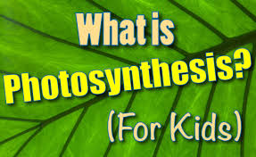 What Is Photosynthesis For Kids Facts