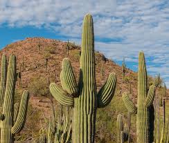 A Disappearing Icon Desert Botanical