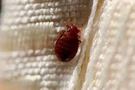 Tell Tale Signs Of Bed Bugs