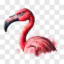 Pink Flamingo Painting Png