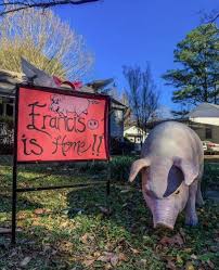 Francis The Street Pig Is Home