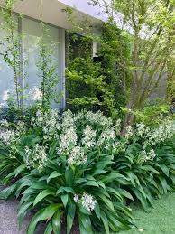 29 Best Border Plants Ideas Plants