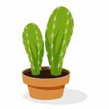 Cactus Plant Ecology Houseplant