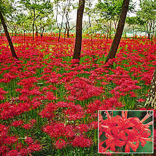 Red Spider Lily Bulbs Lycoris Radiata