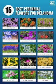 15 Best Perennial Flowers For Oklahoma