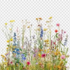 Wildflowers Images Free On