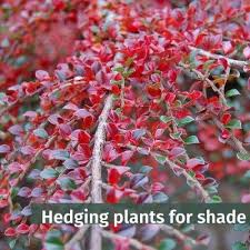 Hedging Plants For Shade