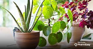 5 Best Indoor Plants For Your Home