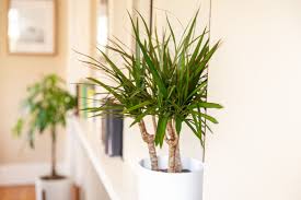 19 Tall Low Light Plants To Grow Indoors