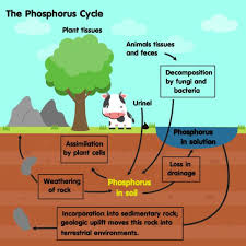 Calcium And Phosphorus