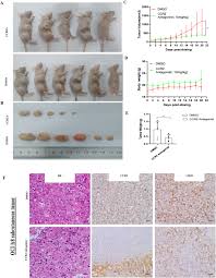 cc chemokine receptor 2 ccr2