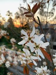 Small Trees And Shrubs For Pollinators