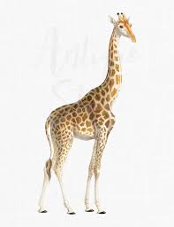 Buy Giraffe Clipart Printable Wall Art
