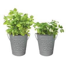 Garden State Bulb Herb Garden Kit With Aged Zinc Metal Planter 2pk Basil And Cilantro