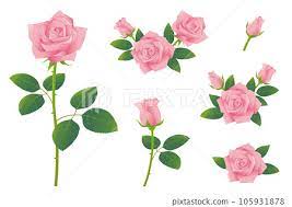 Pink Rose Flower Ilration Set Icon