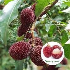 Buy Pulasan Bud Fruit Plant