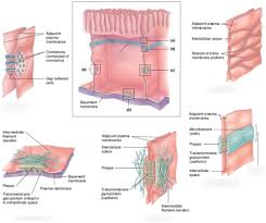 Epithelium Diagram Quizlet