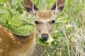 Non Lethal Deer Deters