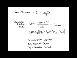 Renal Clearance Glomerular Filtration