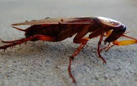 Seven Simple Yet Effective Cockroach