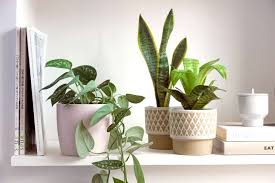 Aloe Vera Plant Indoor