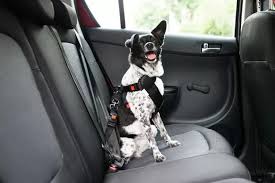 Pets Sit In Front Seat