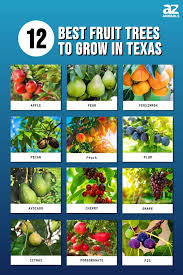Best Fruit Trees To Grow In Texas
