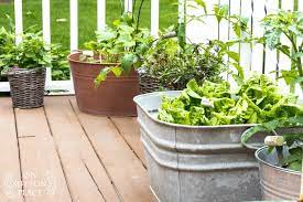 Easy Container Gardening Herbs
