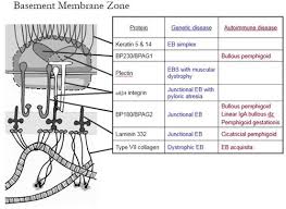 Basement Membrane Zone Bmz Flashcards