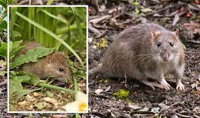 How To Deter Rats Natural Solution For