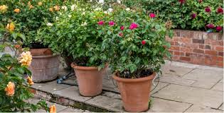 Growing Roses In Pots And Containers