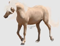 American Paint Horse Foal