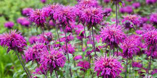 Best Perennials For Zone 5 Platt Hill