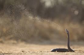 200 Snakes Bite Him