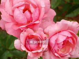 Duvet Cover Garden Rose Pixers Uk