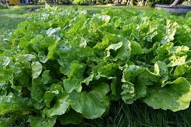 How To Plant And Grow Mustard Greens