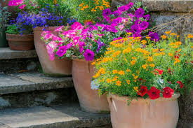 Top 30 Potted Plants Irish Independent