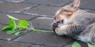 Silver Vine For Cats An Alternative To