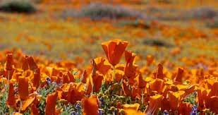 California Poppy Stock Footage