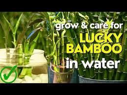 How To Take Care Of Bamboo Plant Indoor
