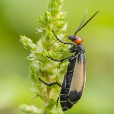 Blister Beetle Complete Guide To