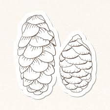 Picea Glauca Pine Cone Sticker With A