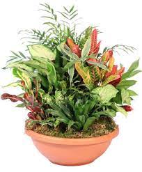 Plants From Inglis Florists Your